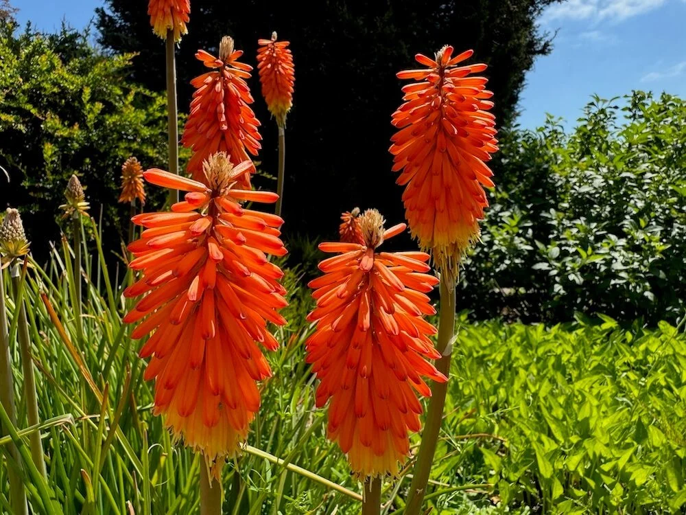 Euphorbia griffithii 'Fireglow' (Griffith's Spurge) — Northwest Blooms